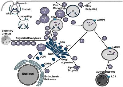 Subversion of the Endocytic and Secretory Pathways by Bacterial Effector Proteins